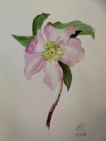Anemone aquarell acryl virtual art galerie Affeere